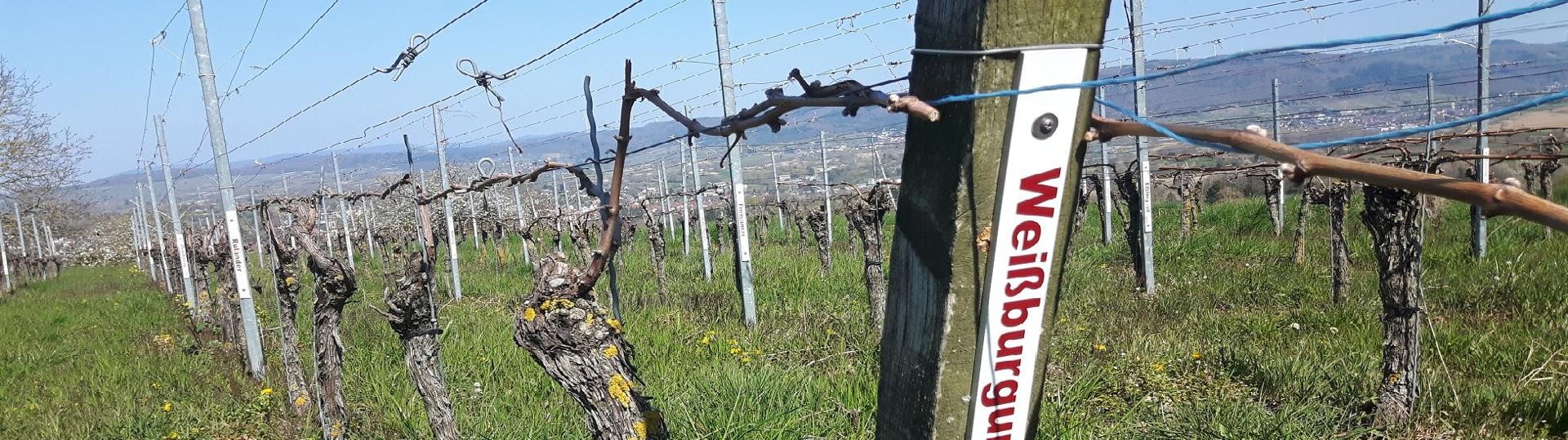 Blick durch den Rebsortengarten am Kahlenberg