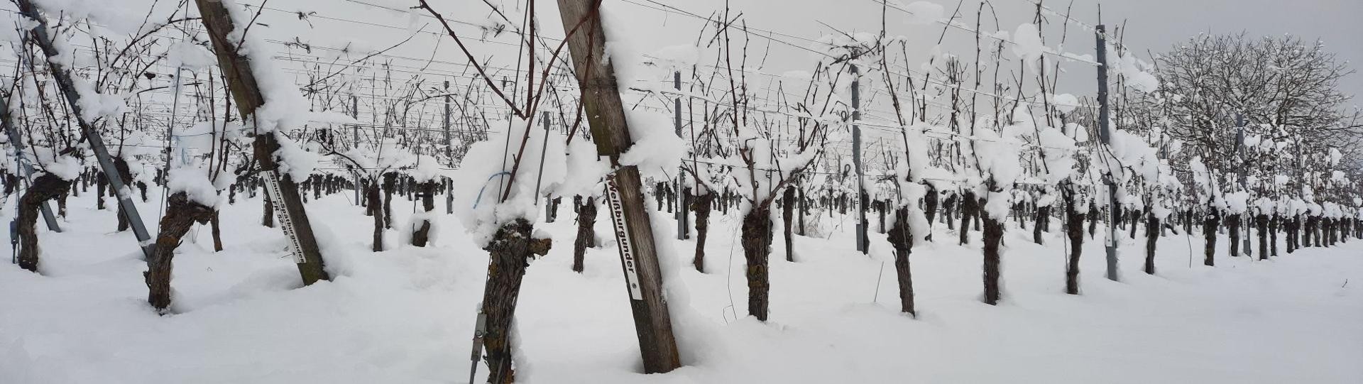 Schnee im Rebsortengarten