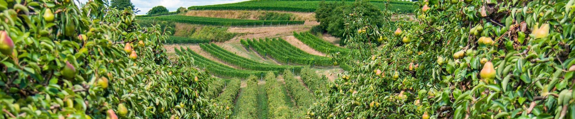 Landwirtschaft am Kahlenberg Landwirtschaft am Kahlenberg