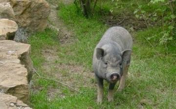 Tiergehege am Kahlenberg