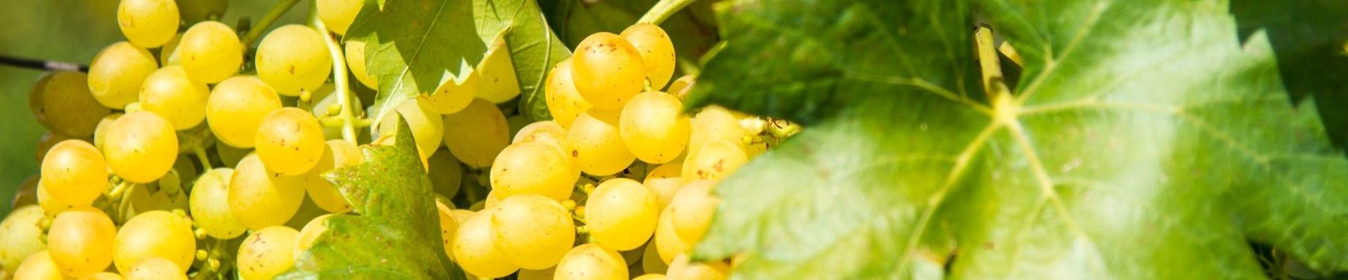 Weinbau am Kahlenberg Weinbau am Kahlenberg