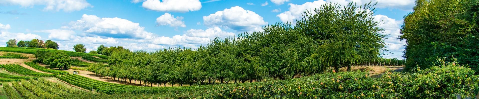 Reben in Ringsheim Reben in Ringsheim