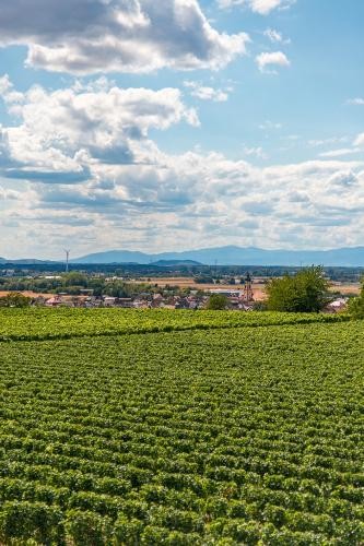 Ringsheim 