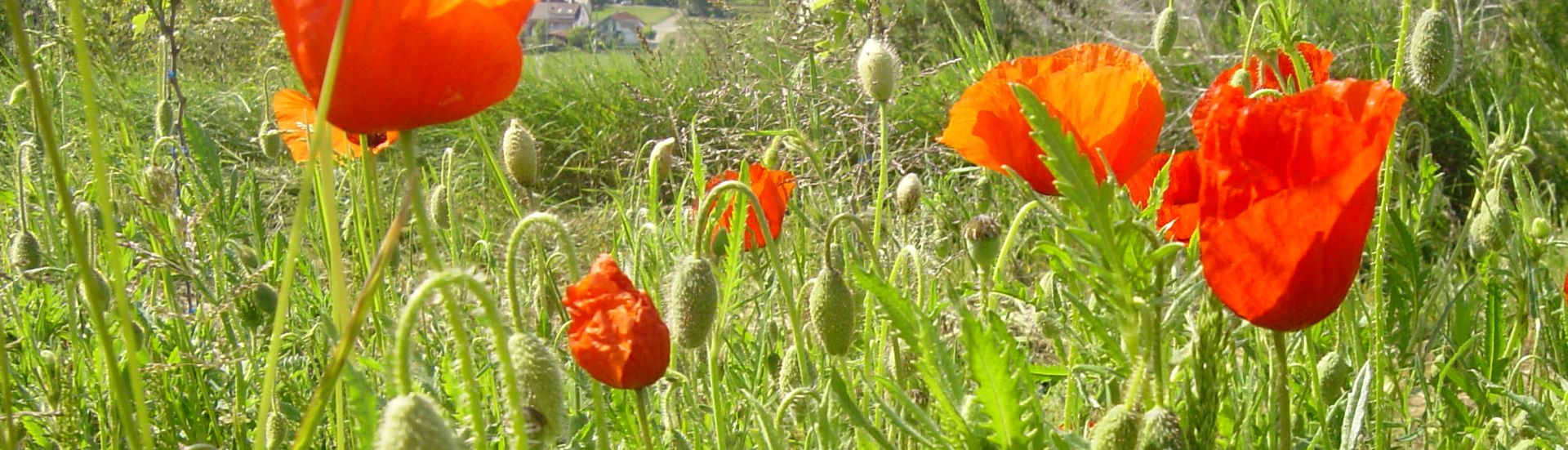 Mohnfeld